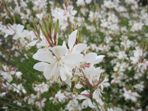 Gaura Lindheimera 'White' Gaura Lindheimera 'White'