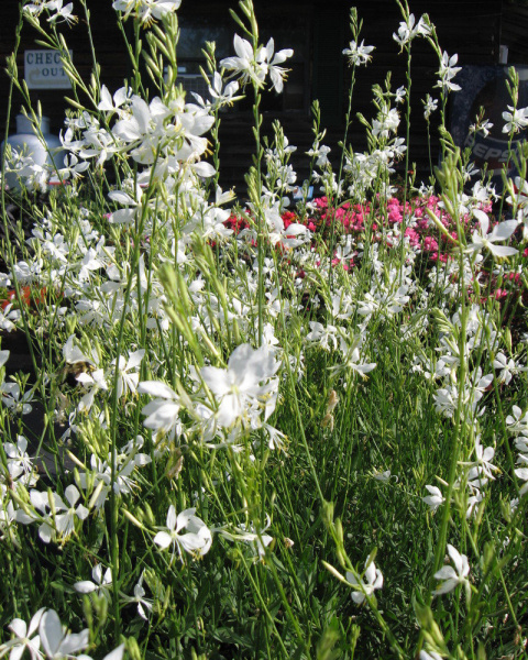 Gaura Lindheimera 'White' Gaura Lindheimera 'White'
