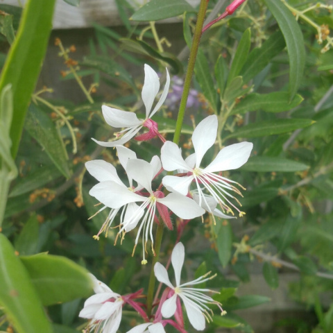 Gaura Lindheimera 'White' Gaura Lindheimera 'White'