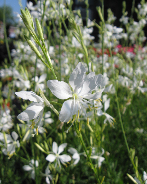 Gaura Lindheimera 'White' Gaura Lindheimera 'White'
