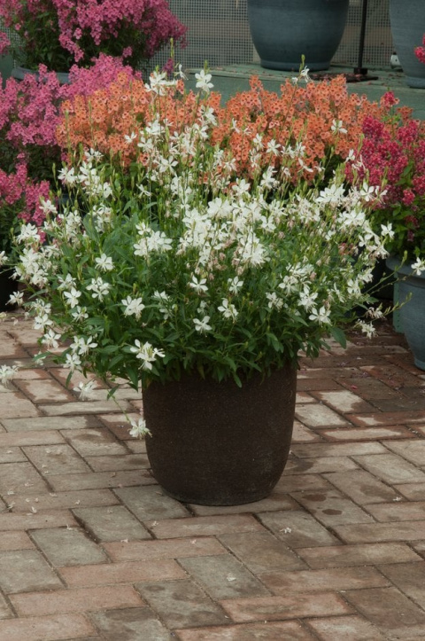 Gaura Lindheimera 'White' Gaura Lindheimera 'White'