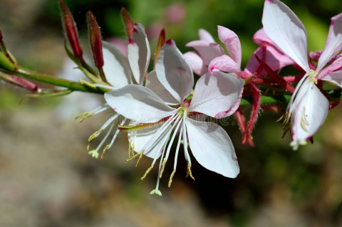 Gaura Lindheimera 'White'
