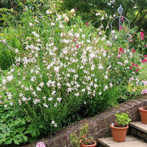 Gaura Lindheimera 'White'