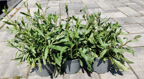 Sadzonki Gaura Lindheimera 'White'