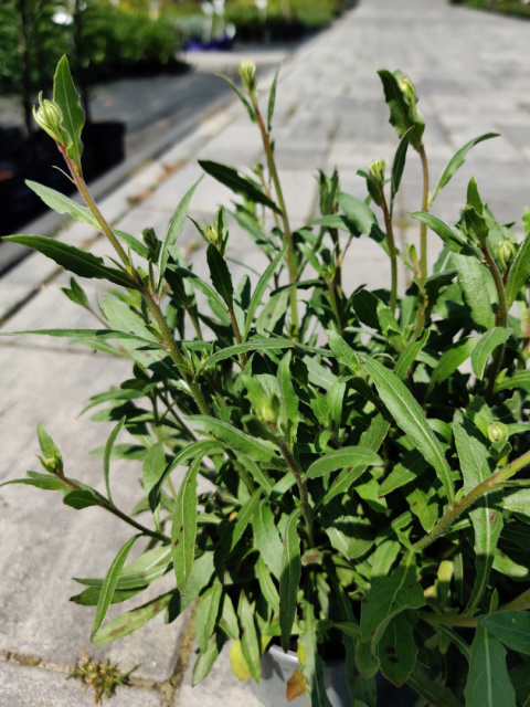 Sadzonki Gaura Lindheimera 'White'