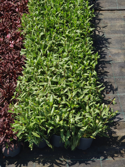Sadzonki Gaura Lindheimera 'White'