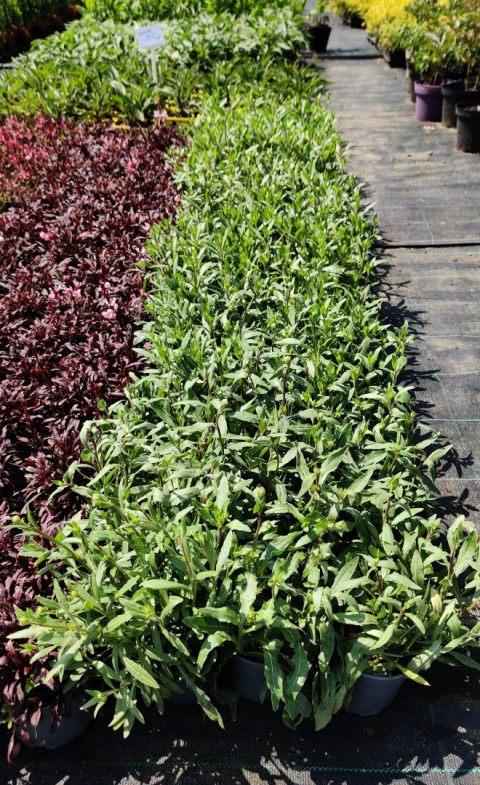 Sadzonki Gaura Lindheimera 'White'