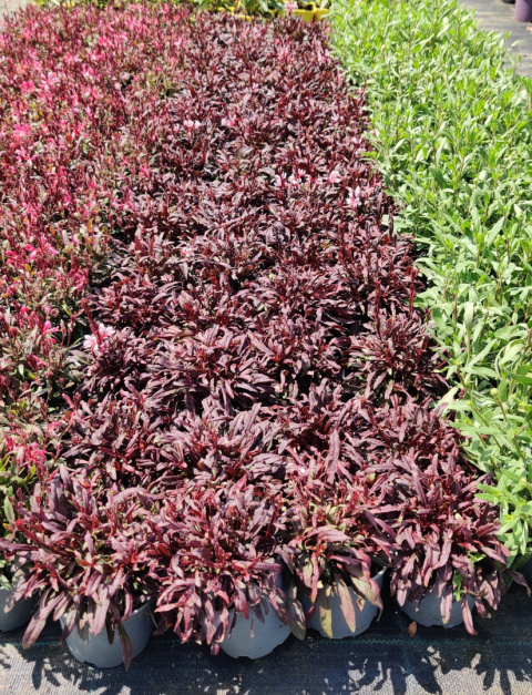 Sadzonki Gaura 'Red' Passionate Blush