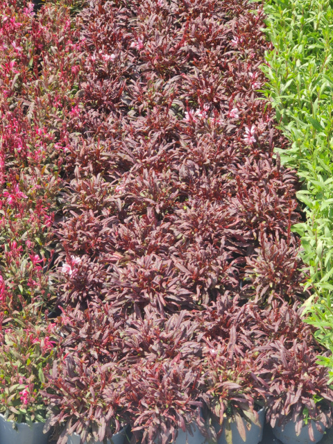 Sadzonki Gaura 'Red' Passionate Blush