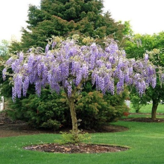 Glicynia (Wisteria) chińska szczepiona 'Prolific'