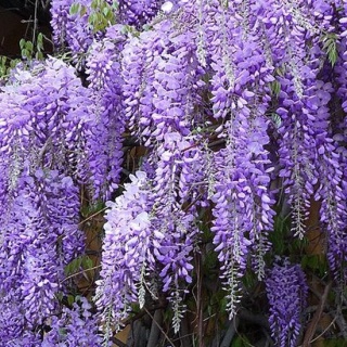 Glicynia (Wisteria) chińska szczepiona 'Prolific'
