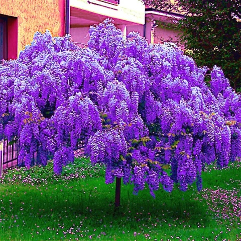 Glicynia chińska szczepiona ‘Prolific’ Glicynia chińska szczepiona ‘Prolific’