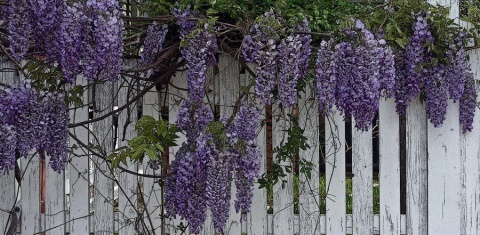 Glicynia chińska szczepiona ‘Prolific’ Glicynia chińska szczepiona ‘Prolific’