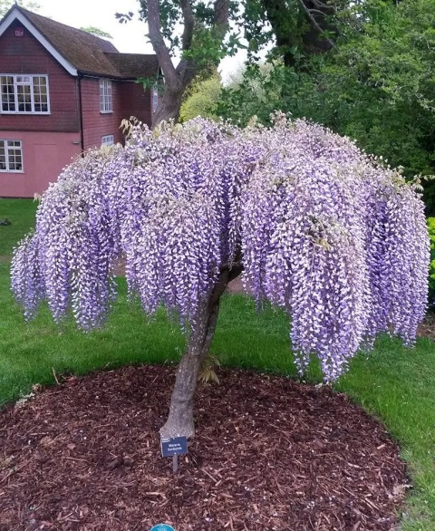 Glicynia chińska szczepiona ‘Prolific’ Glicynia chińska szczepiona ‘Prolific’