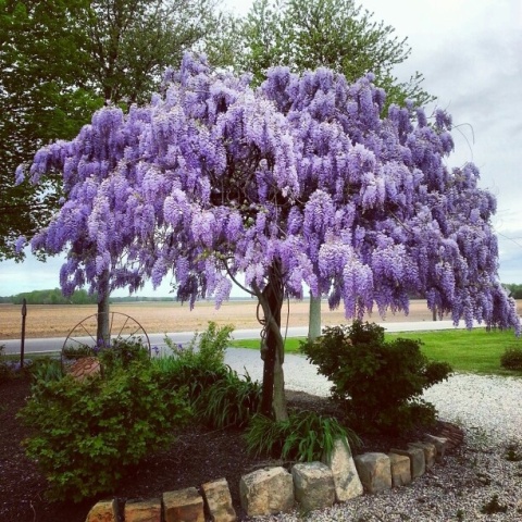 Glicynia chińska szczepiona ‘Prolific’ Glicynia chińska szczepiona ‘Prolific’