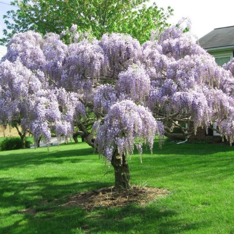 Glicynia chińska szczepiona ‘Prolific’ Glicynia chińska szczepiona ‘Prolific’