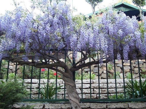 Glicynia chińska szczepiona ‘Prolific’ Glicynia chińska szczepiona ‘Prolific’