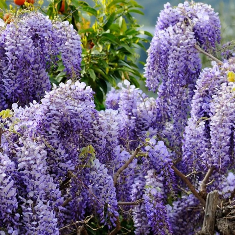 Glicynia chińska szczepiona ‘Prolific’ Glicynia chińska szczepiona ‘Prolific’