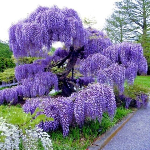Glicynia chińska szczepiona ‘Prolific’ Glicynia chińska szczepiona ‘Prolific’