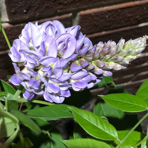Glicynia chińska szczepiona ‘Prolific’ Glicynia chińska szczepiona ‘Prolific’