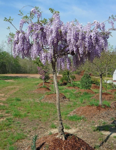 Glicynia chińska szczepiona ‘Prolific’ Glicynia chińska szczepiona ‘Prolific’
