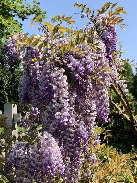 Glicynia chińska szczepiona ‘Prolific’ Glicynia chińska szczepiona ‘Prolific’