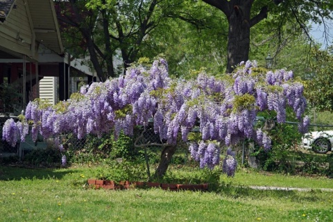 Glicynia chińska szczepiona ‘Prolific’ Glicynia chińska szczepiona ‘Prolific’