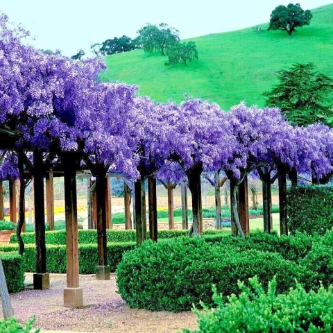 Glicynia chińska szczepiona ‘Prolific’ Glicynia chińska szczepiona ‘Prolific’