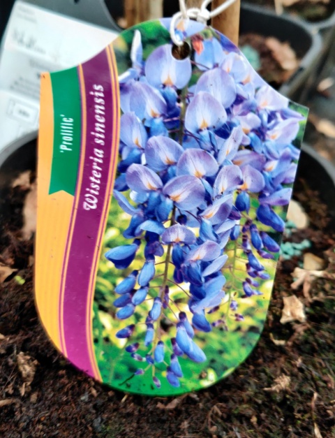 Sadzonki Glicynia chińska szczepiona ‘Prolific’ Sadzonki Glicynia chińska szczepiona ‘Prolific’