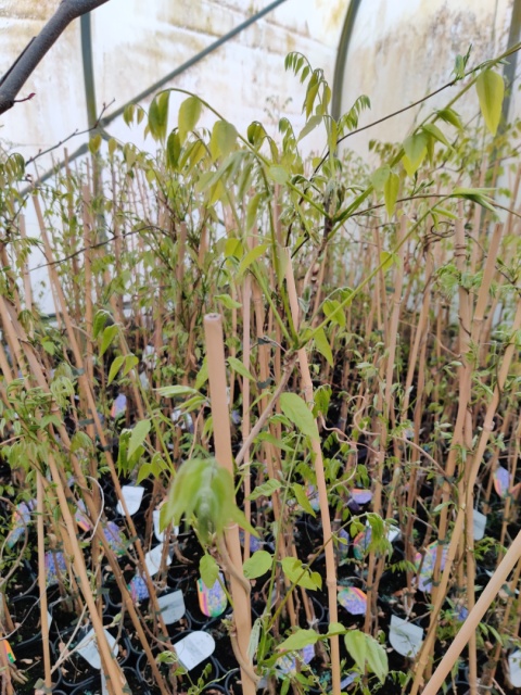 Sadzonki Glicynia chińska szczepiona ‘Prolific’ Sadzonki Glicynia chińska szczepiona ‘Prolific’