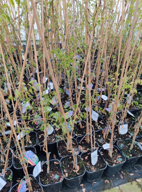 Sadzonki Glicynia chińska szczepiona ‘Prolific’ Sadzonki Glicynia chińska szczepiona ‘Prolific’
