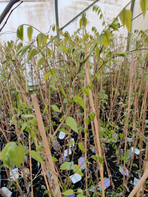 Sadzonki Glicynia chińska szczepiona ‘Prolific’ Sadzonki Glicynia chińska szczepiona ‘Prolific’