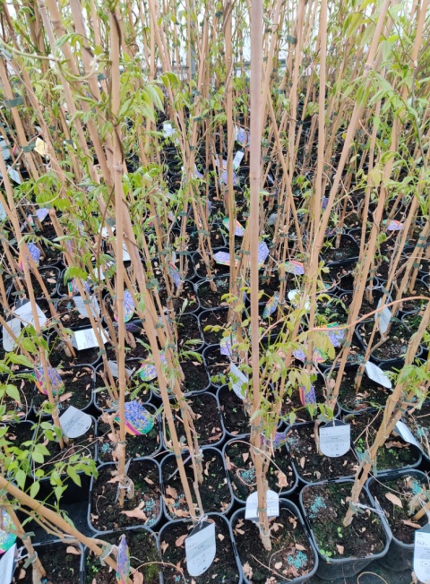 Sadzonki Glicynia chińska szczepiona ‘Prolific’ Sadzonki Glicynia chińska szczepiona ‘Prolific’