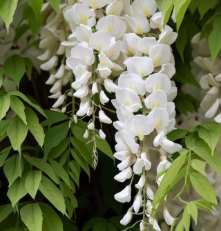 Glicynia chińska szczepiona 'Alba'