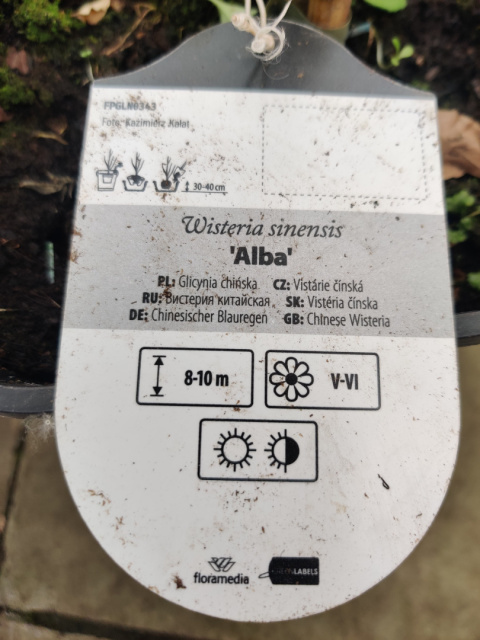 Sadzonki Glicynia chińska szczepiona na pniu ‘Alba’