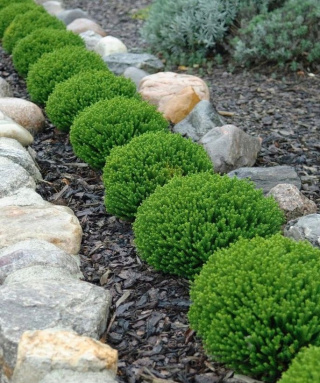 Hebe armstrongii 'Green Globe'