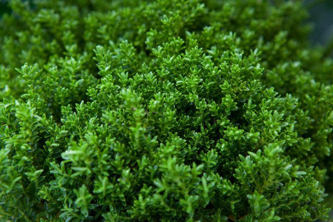 Hebe armstrongii 'Green Globe' Hebe armstrongii 'Green Globe'