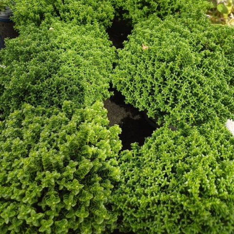 Hebe armstrongii 'Green Globe' Hebe armstrongii 'Green Globe'