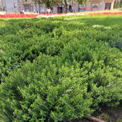 Hebe armstrongii 'Green Globe'