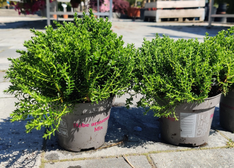 Sadzonki Hebe armstrongii 'Green Globe'
