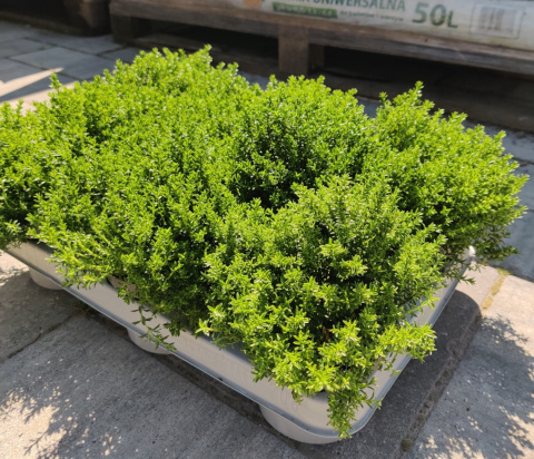 Sadzonki Hebe armstrongii 'Green Globe'