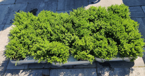 Sadzonki Hebe armstrongii 'Green Globe'