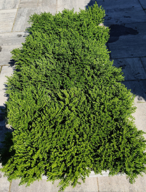 Sadzonki Hebe armstrongii 'Green Globe'