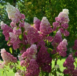 Hortensja bukietowa 'Fraise Melba'