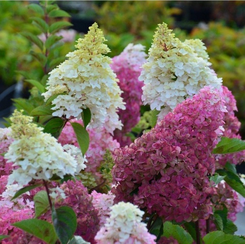 Hortensja bukietowa 'Fraise Melba' Hortensja bukietowa 'Fraise Melba'