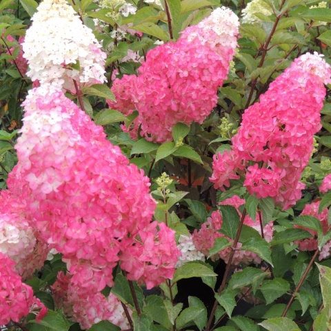 Hortensja bukietowa 'Fraise Melba' Hortensja bukietowa 'Fraise Melba'