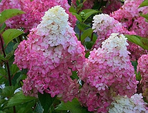 Hortensja bukietowa 'Fraise Melba' Hortensja bukietowa 'Fraise Melba'