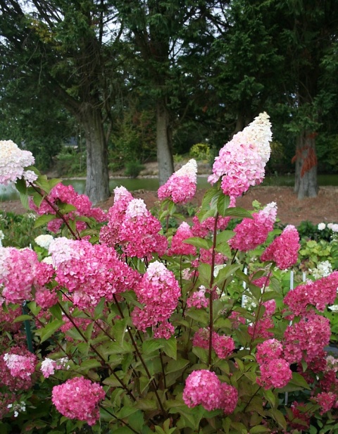 Hortensja bukietowa 'Fraise Melba' Hortensja bukietowa 'Fraise Melba'