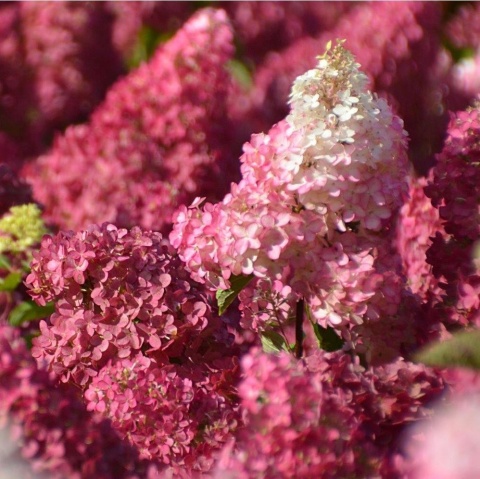 Hortensja bukietowa 'Fraise Melba'