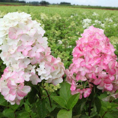 Hortensja bukietowa 'Fraise Melba'